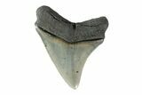 Serrated, Posterior Megalodon Tooth - South Carolina #153832-2